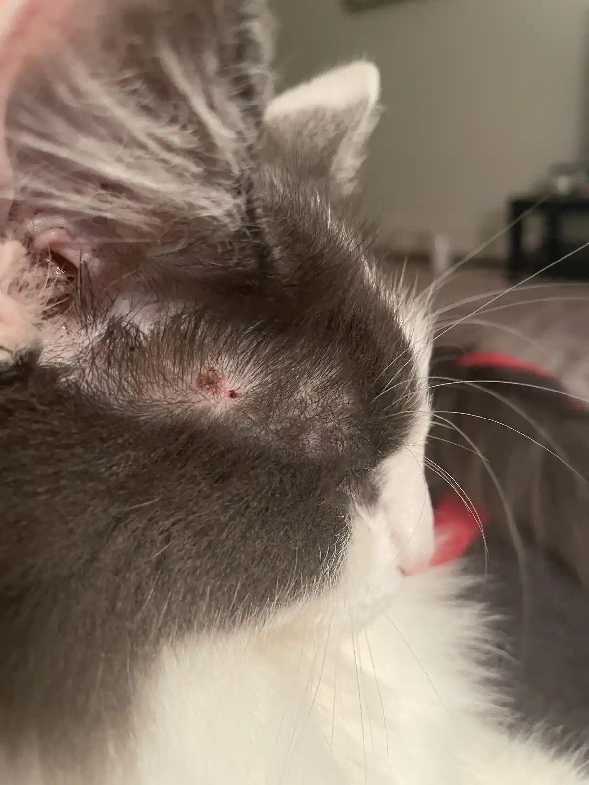The Mysterious Cat Scab