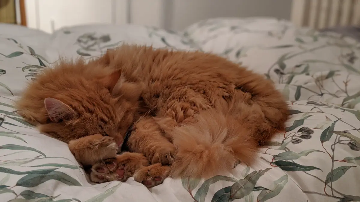 A fluffy orange cat is curled up and sleeping soundly on a bed with a leaf-patterned duvet. Its paws are tucked close to its…