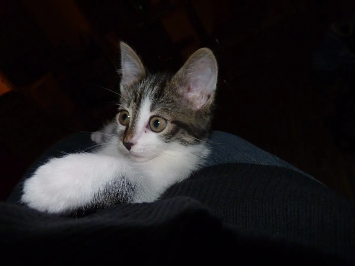Caturday Throwback: Nami at Just 5 Months Old