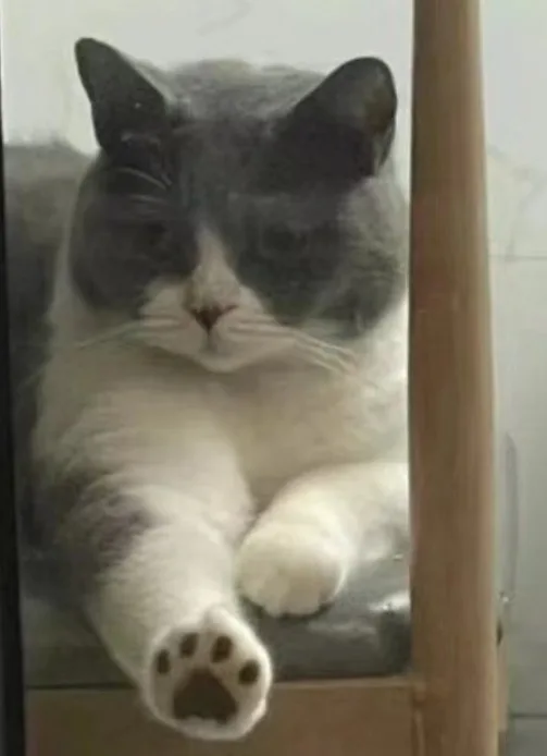 A gray and white cat is seen through a glass pane, lying down with one paw extended toward the viewer. The cat has a very…