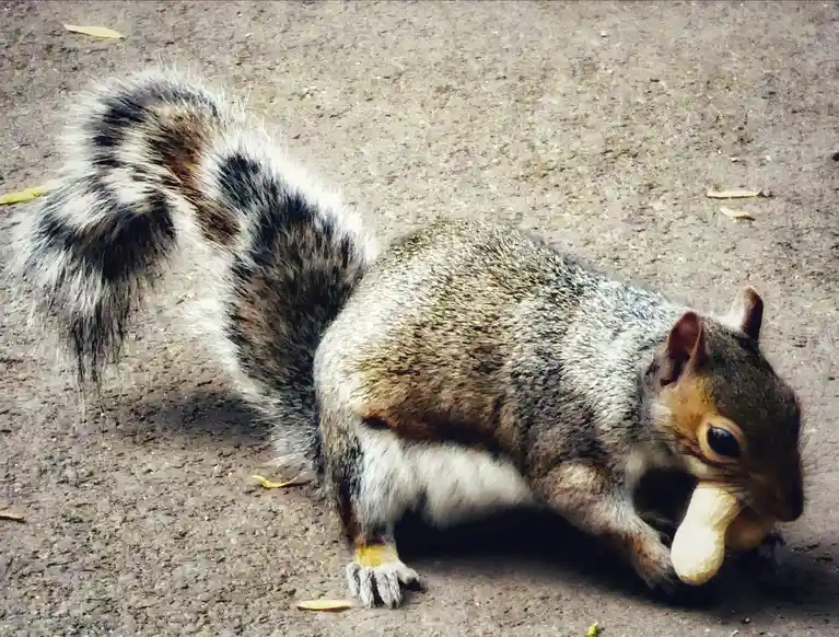 A gray squirrel with a bushy tail is lying on its side on a paved surface, holding a peanut in its mouth and paws. The…