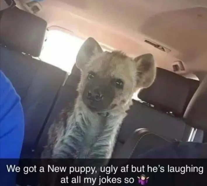A hyena pup sits in the backseat of a car, looking directly at the camera with large, expressive eyes. The image has a text…