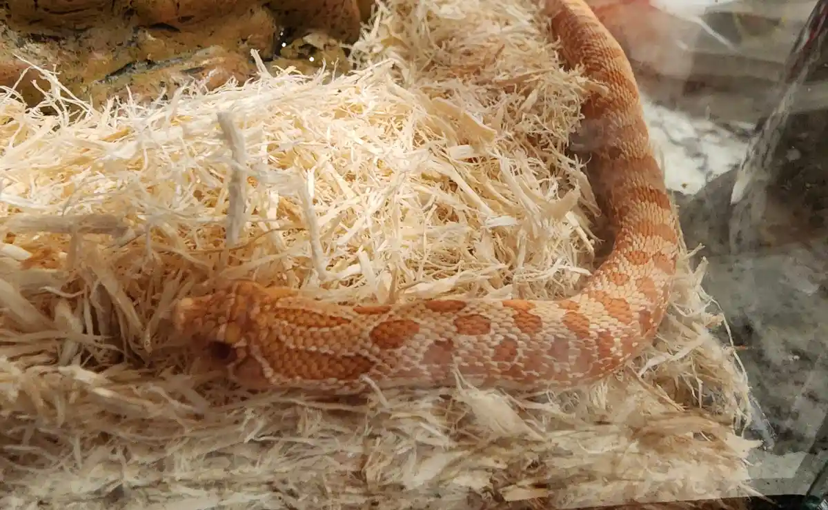 A close-up photo shows a light orange and white patterned snake, likely a corn snake, coiled on a bed of light-colored wood…
