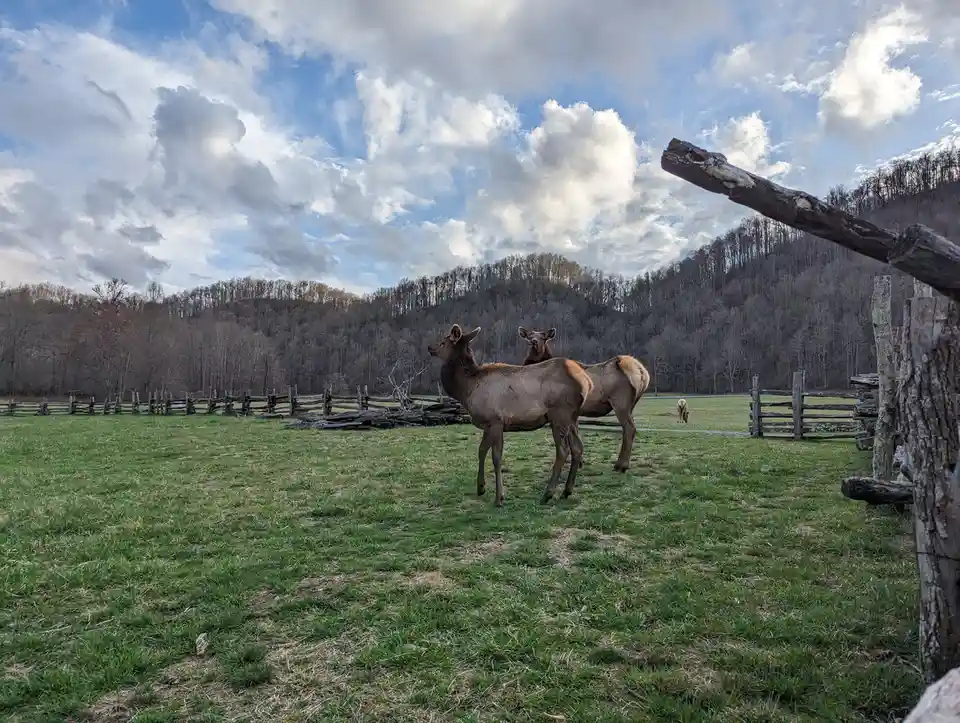 Comparing Photos: SLR vs Smartphone Showdown