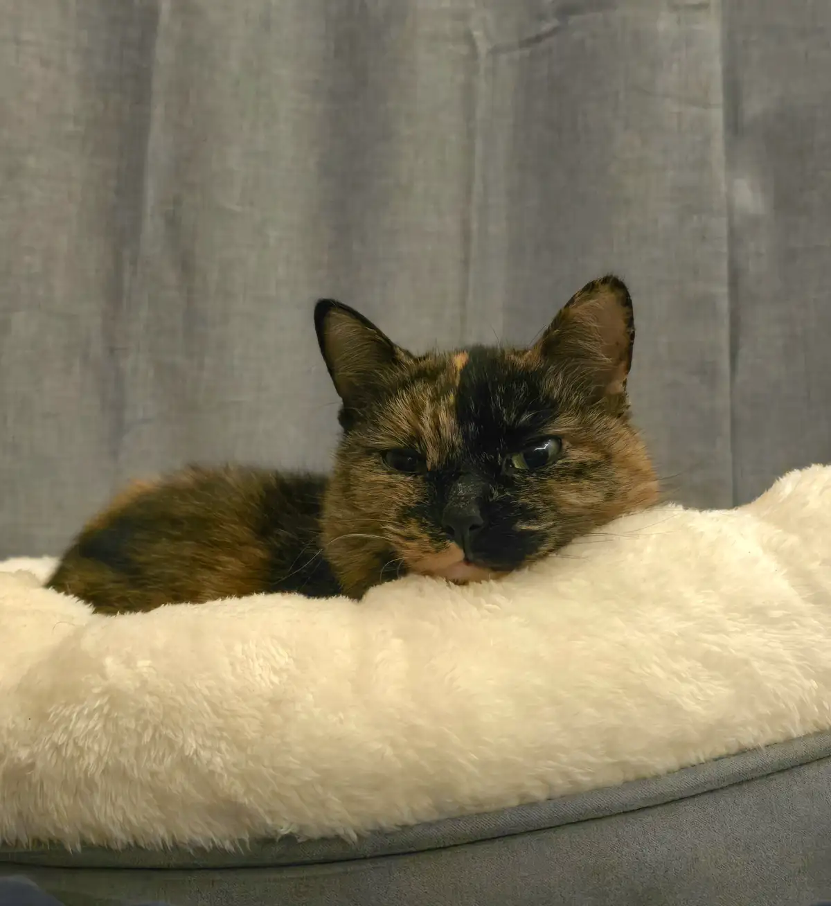 A tortoiseshell cat with black and orange fur is lying on a fluffy white cushion on a gray couch, looking directly at the…
