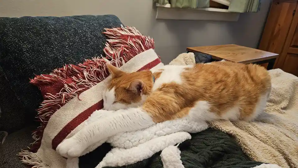 A ginger and white cat is sleeping soundly on a couch, curled up with one paw stretched out over a fluffy white blanket. The…