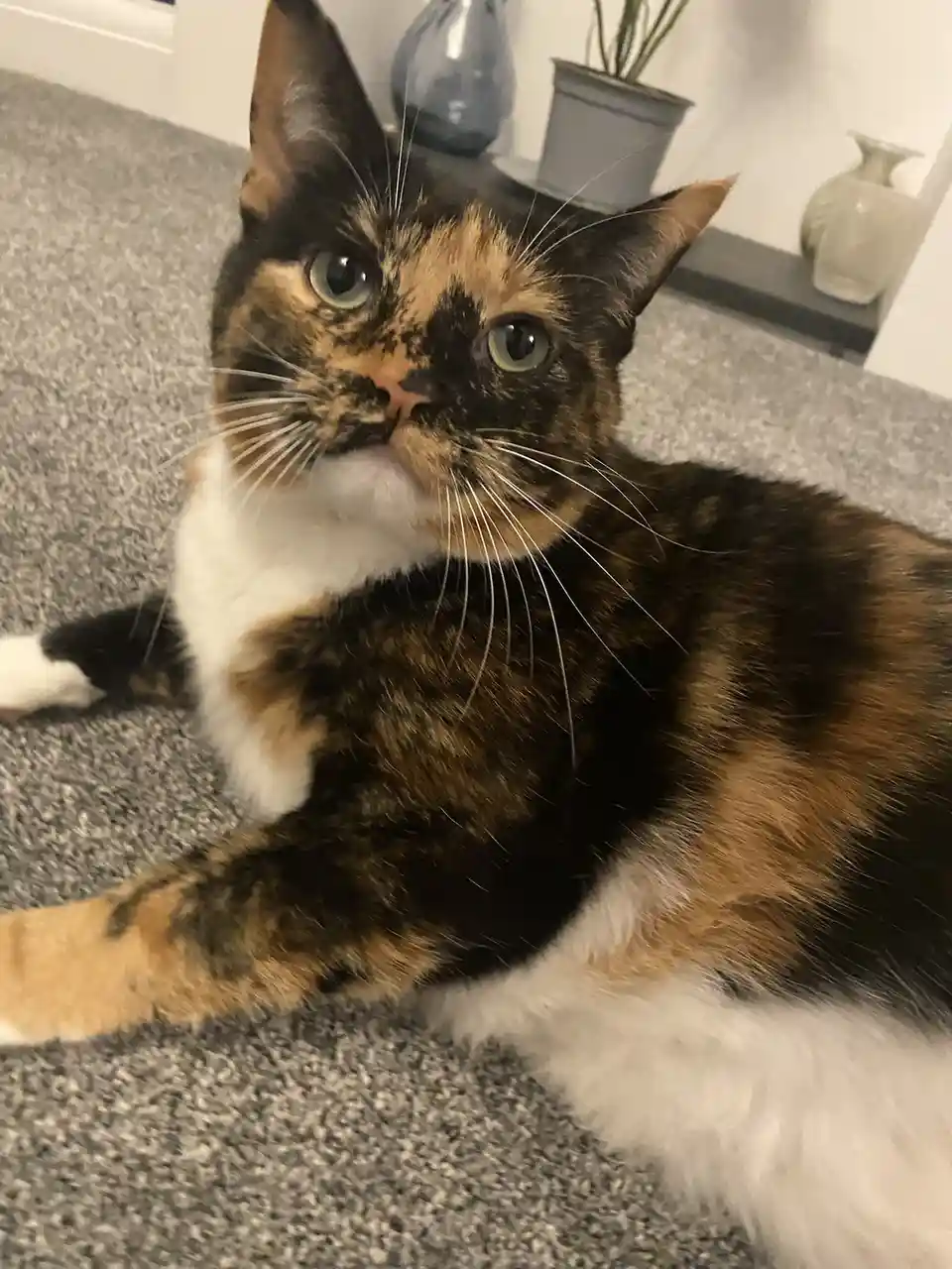 A calico cat with black, orange, and white fur lies on a gray carpet, looking directly at the camera with a slightly…