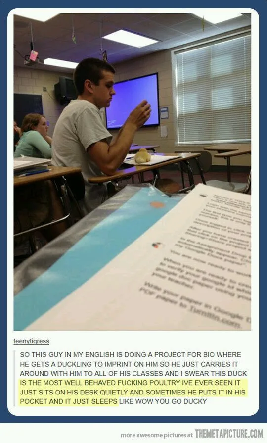 A young man sits at a desk in a classroom, holding a small duckling in his hands. A printed document is visible in the…