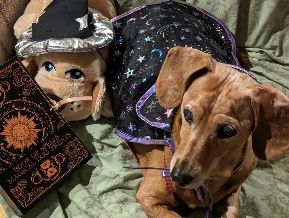 Enchanting Moments with a Wise Old Pupper
