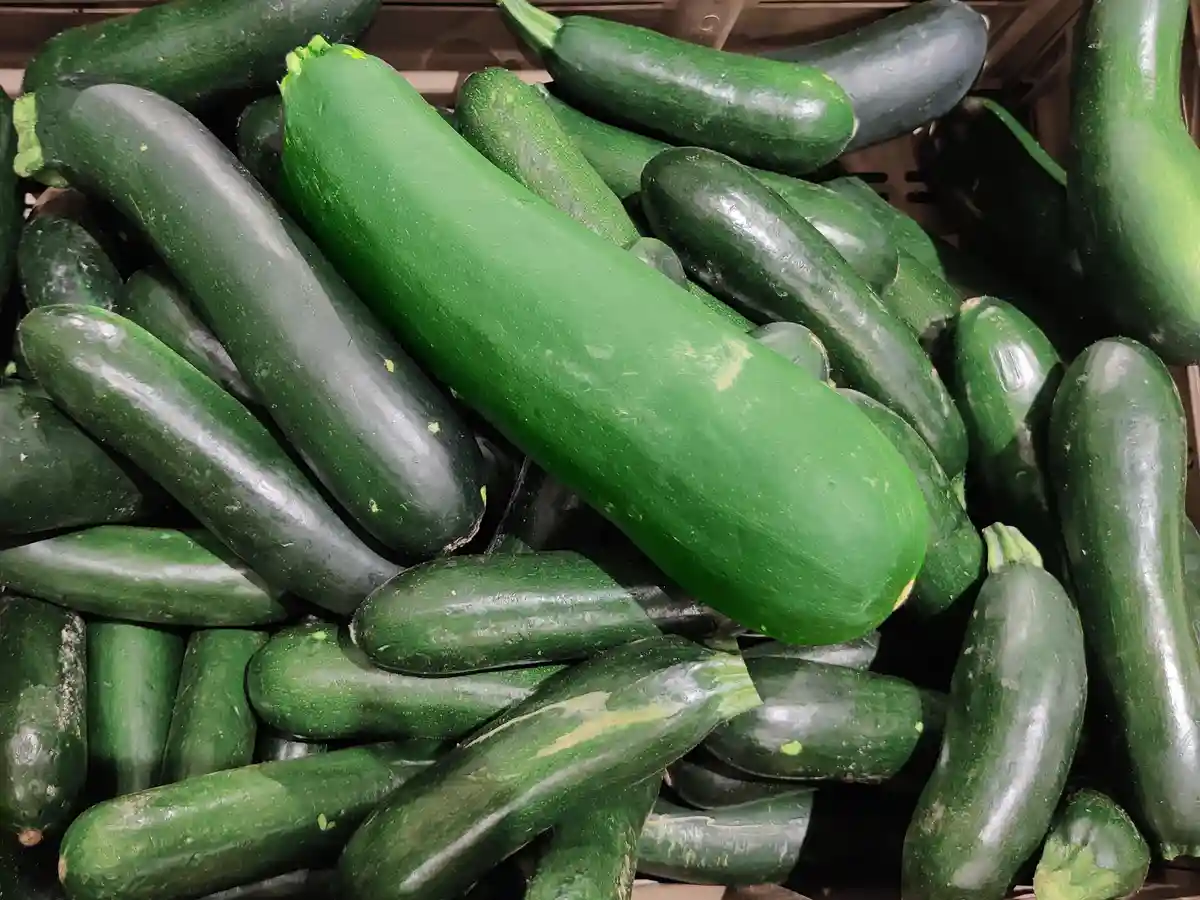 A pile of green zucchinis in a grocery bin, with one particularly large and vibrant green zucchini prominently displayed in…