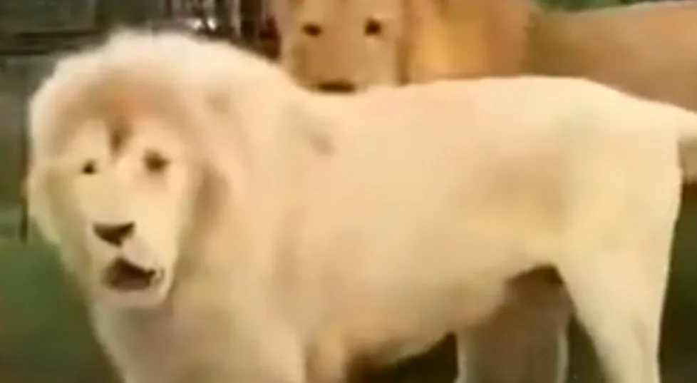 A blurry, low-resolution image shows a white lion in the foreground with its mouth slightly open, while another lion is…