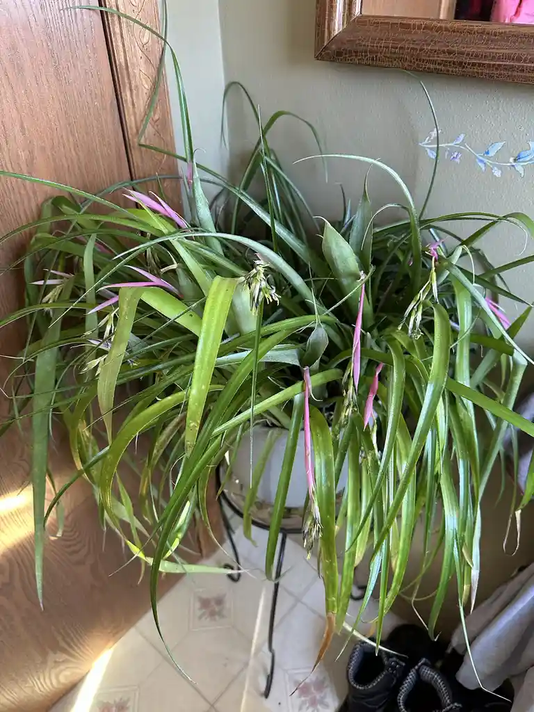 A potted air plant with long green leaves and pink flower spikes sits on a small stand near a wooden door and tiled floor…