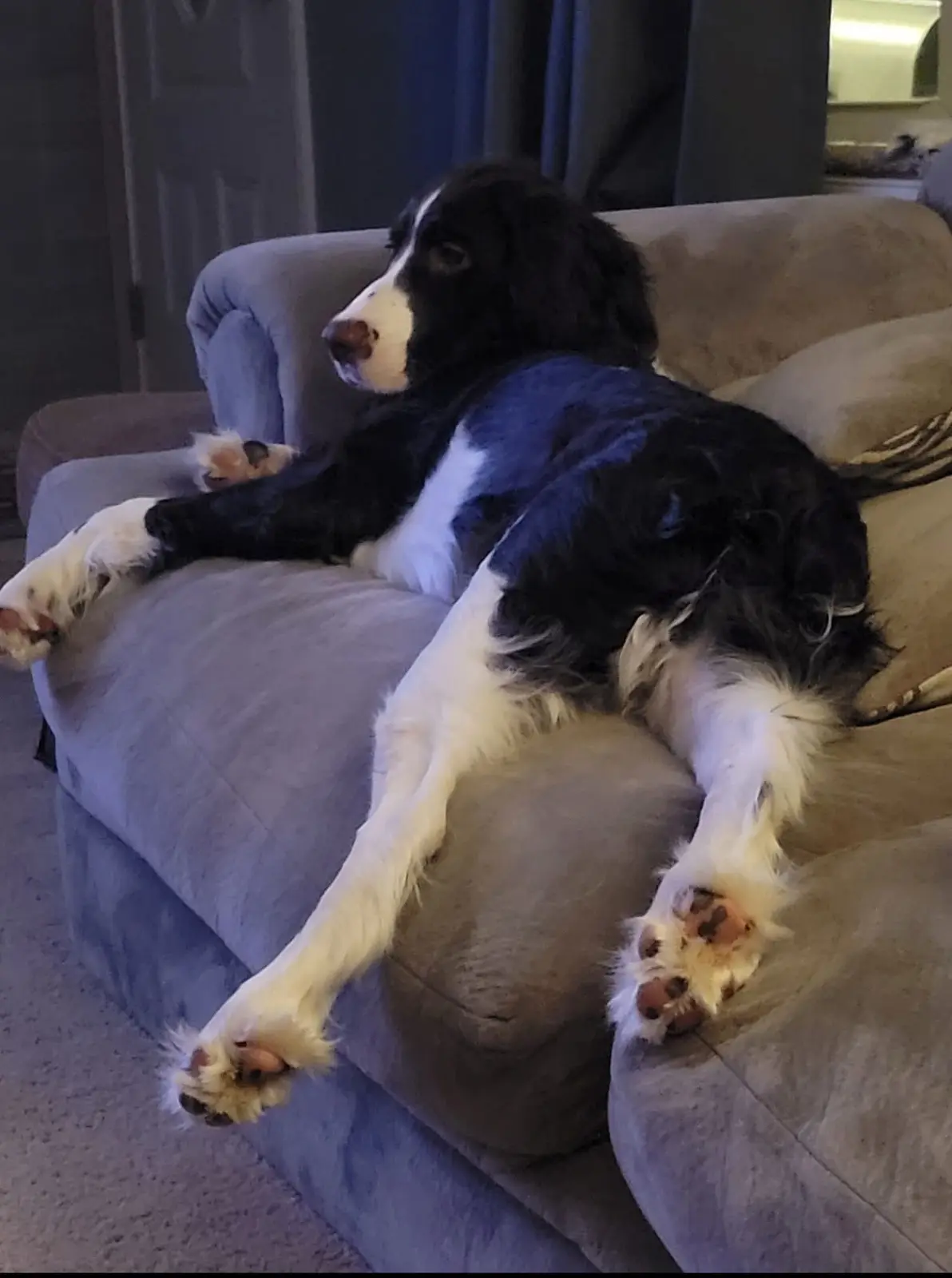 A black and white dog lounges on a gray couch with its legs stretched out, looking relaxed. The overlaid text reads 'i'm not…