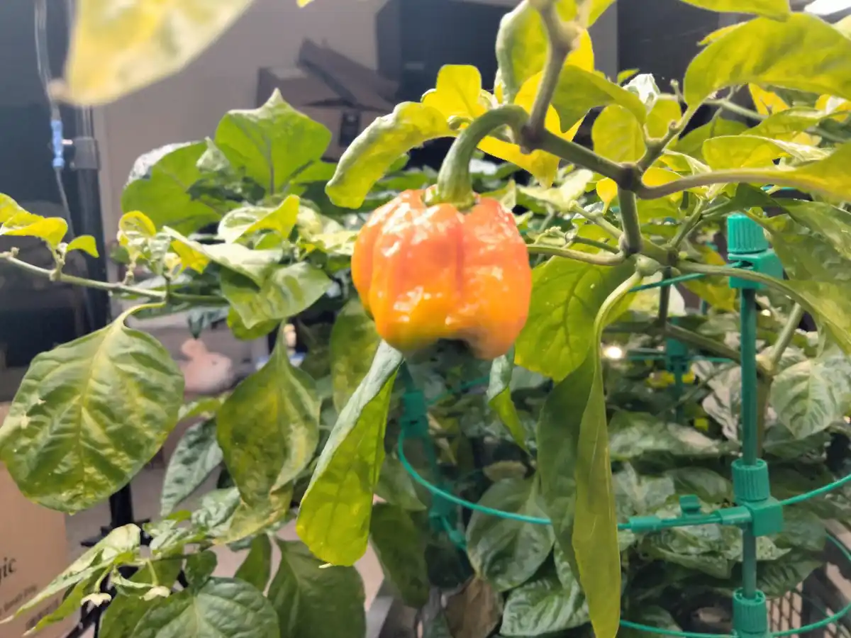 Seven Plants, But Only One Lonely Pepper