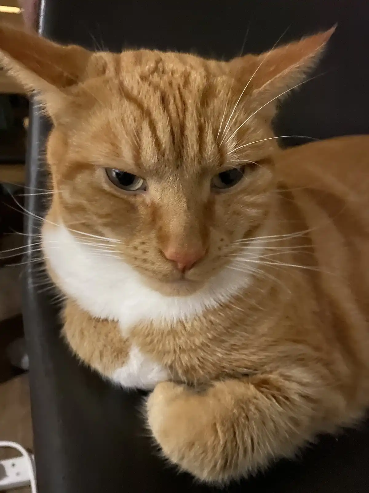 Biscuit's Daily Snapshot