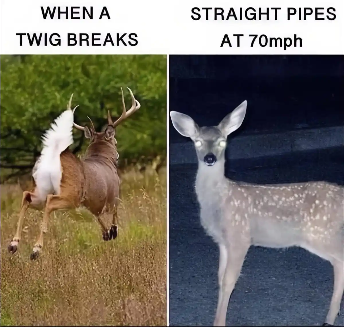 The image is split into two panels. Left: A buck deer is captured mid-leap in a grassy field, its white tail fanned out…