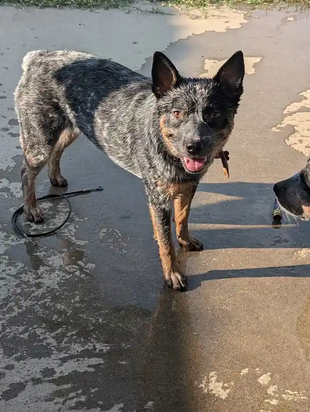 A blue heeler dog with wet fur stands on a wet concrete surface, looking at the camera with its tongue out, next to a coiled…