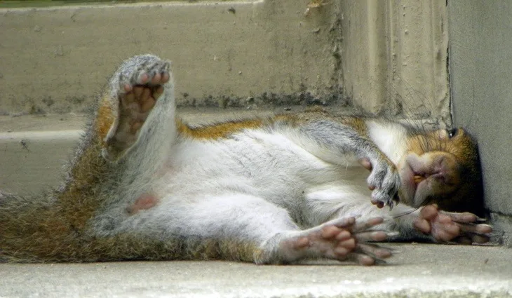 a squirrel lies on its back on a concrete step, paws up in the air, appearing to be sleeping or relaxing. The overlaid text…