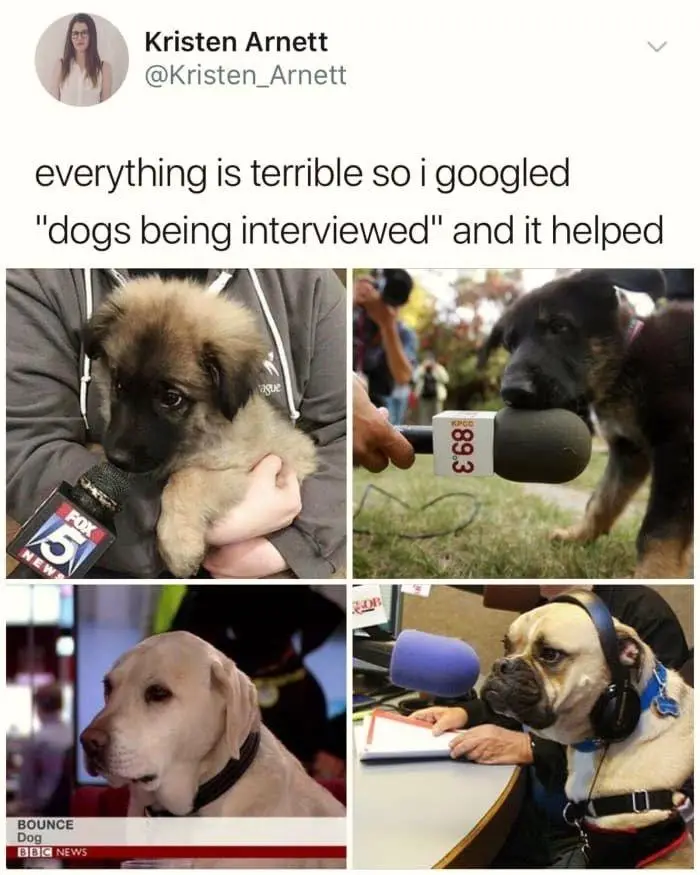 A four-panel image collage shows four different dogs in various interview settings: a fluffy puppy held while being…