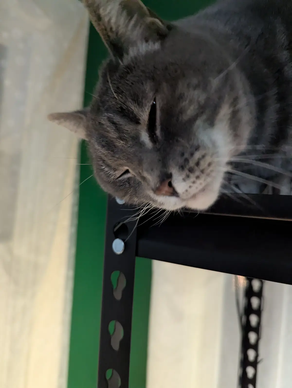 Join Professor Waffles on a Bite-Sized Web Adventure!