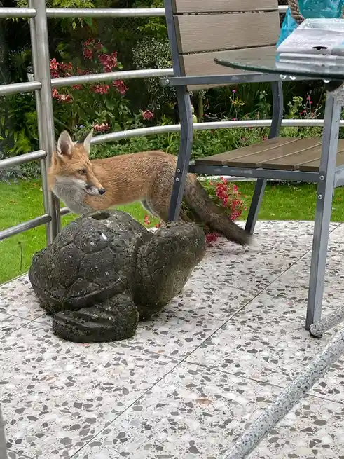 A red fox is standing on a terrazzo patio next to a stone turtle statue, looking toward the camera with a calm expression…