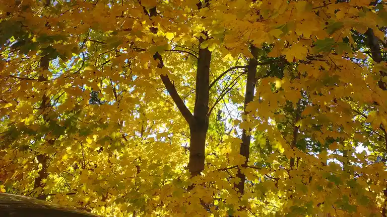 A photo looking up through a canopy of bright yellow autumn maple leaves, with sunlight filtering through, and the top of a…