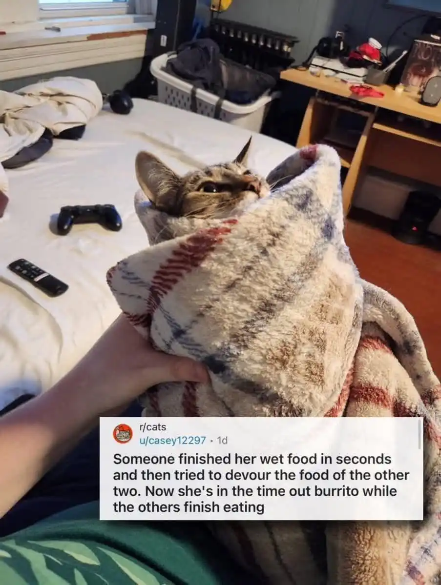 A tabby cat is wrapped snugly in a plaid blanket like a burrito, held by a person's hand, with a messy bedroom background…