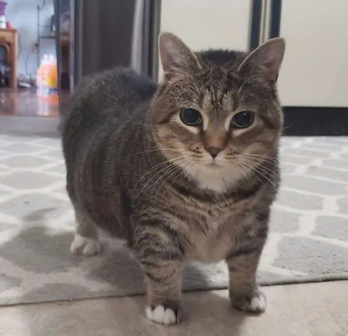 A tabby cat with a round, plump body and wide, innocent eyes stands on a patterned rug indoors, looking directly at the…