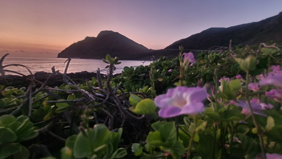 A serene coastal sunset photo with purple flowers in the foreground, green foliage, and a distant silhouette of a person…