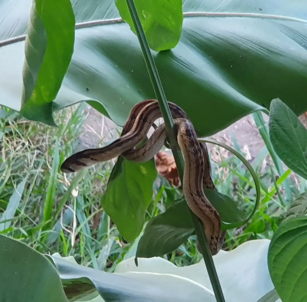 A brown and tan striped snake is coiled around a green plant stem, surrounded by large green leaves and grass. The overlaid…