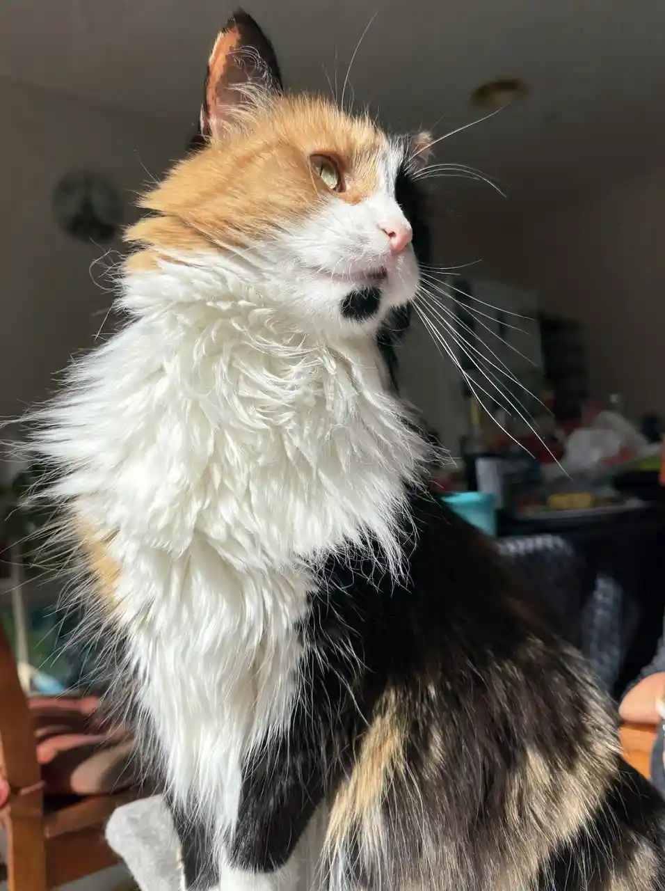 A close-up photo of a long-haired calico cat with white, orange, and black fur, looking upward with a serene expression. The…