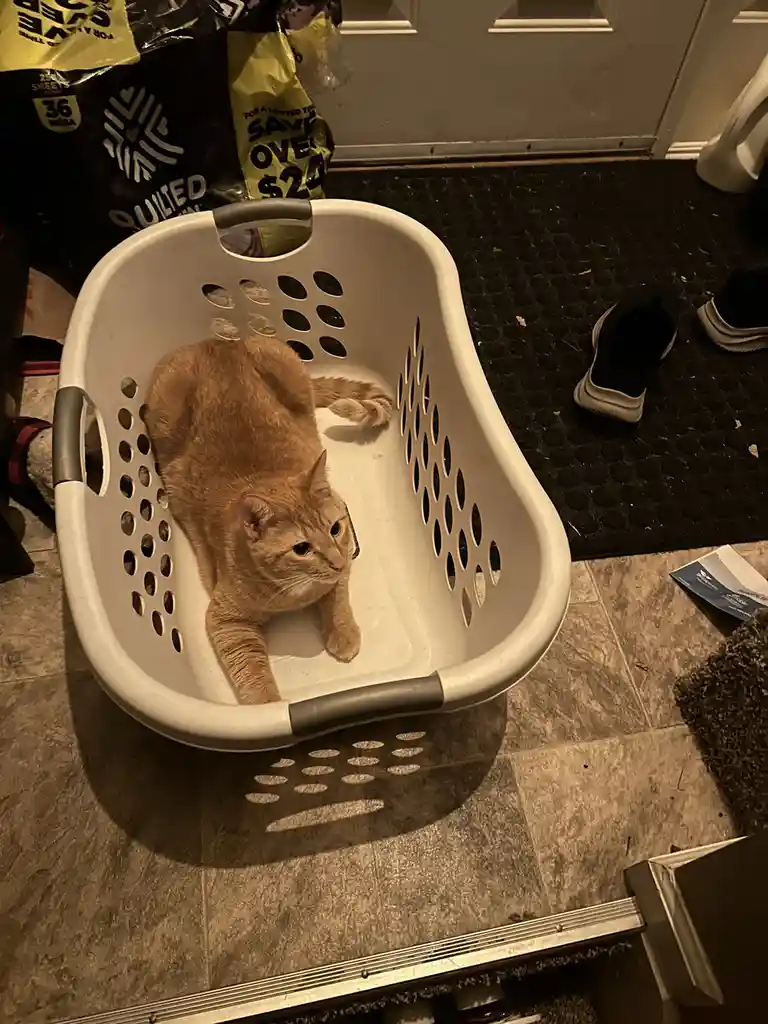 An orange tabby cat is lounging inside a white plastic laundry basket with gray handles, positioned on a tiled floor. The…