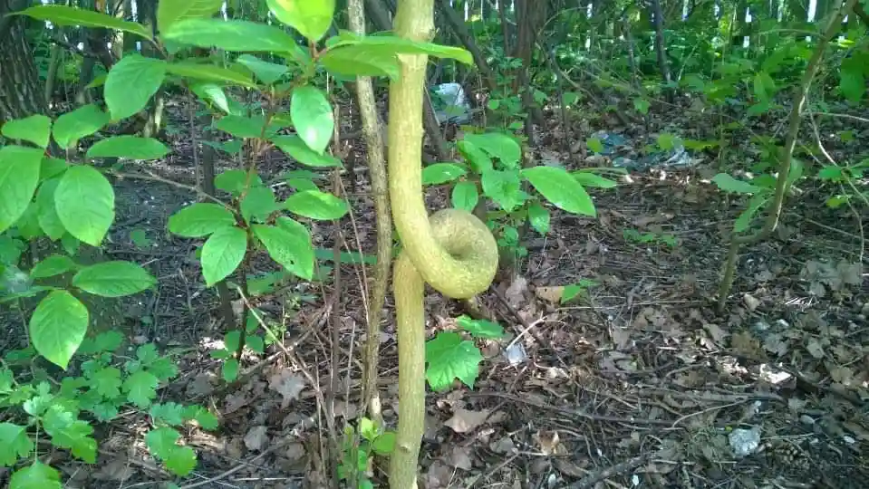 a tree trunk in a forest has grown into a distinct donut shape, with a hollow center and a thick, curved ring. The…