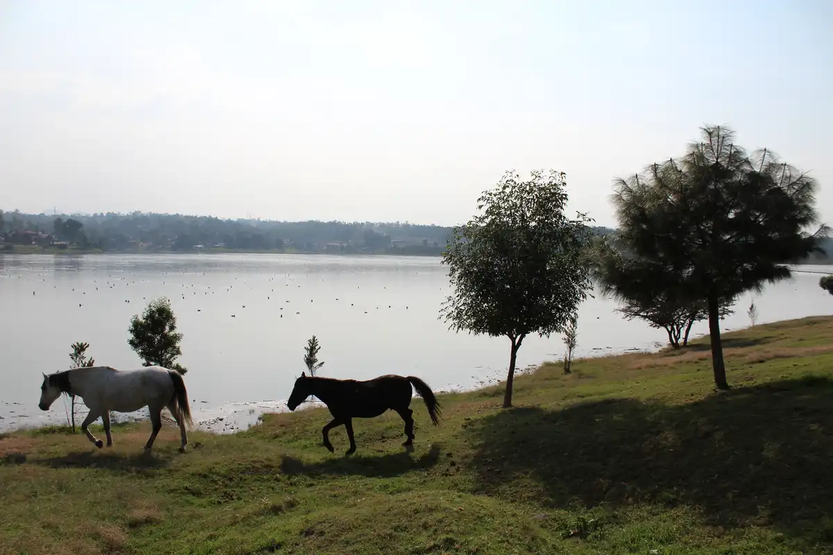 Two horses, one white and one black, walk side by side along a grassy lakeshore with trees and water in the background. The…