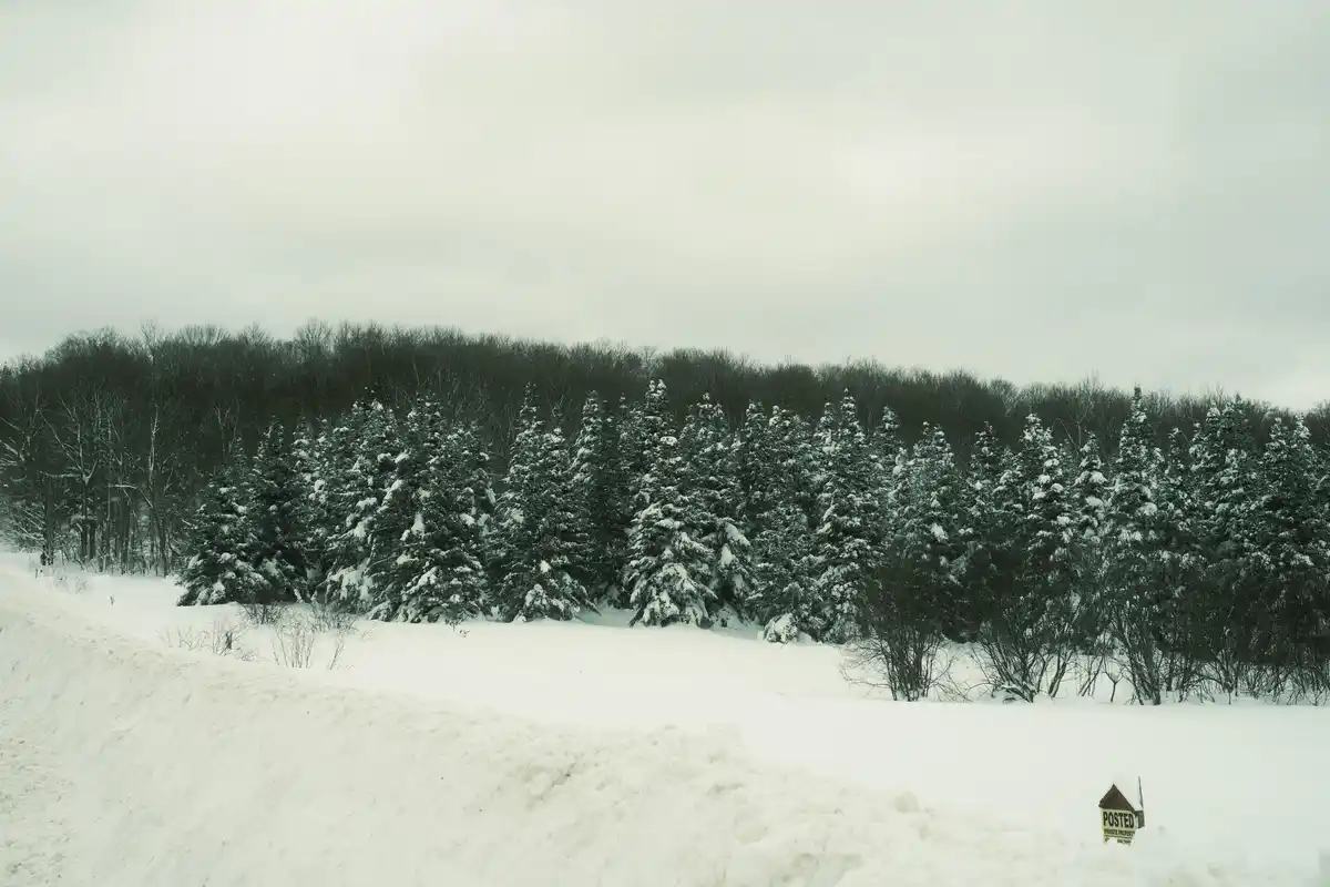 A snowy landscape with a line of snow-covered evergreen trees under an overcast sky, featuring a small 'POSTED PRIVATE…