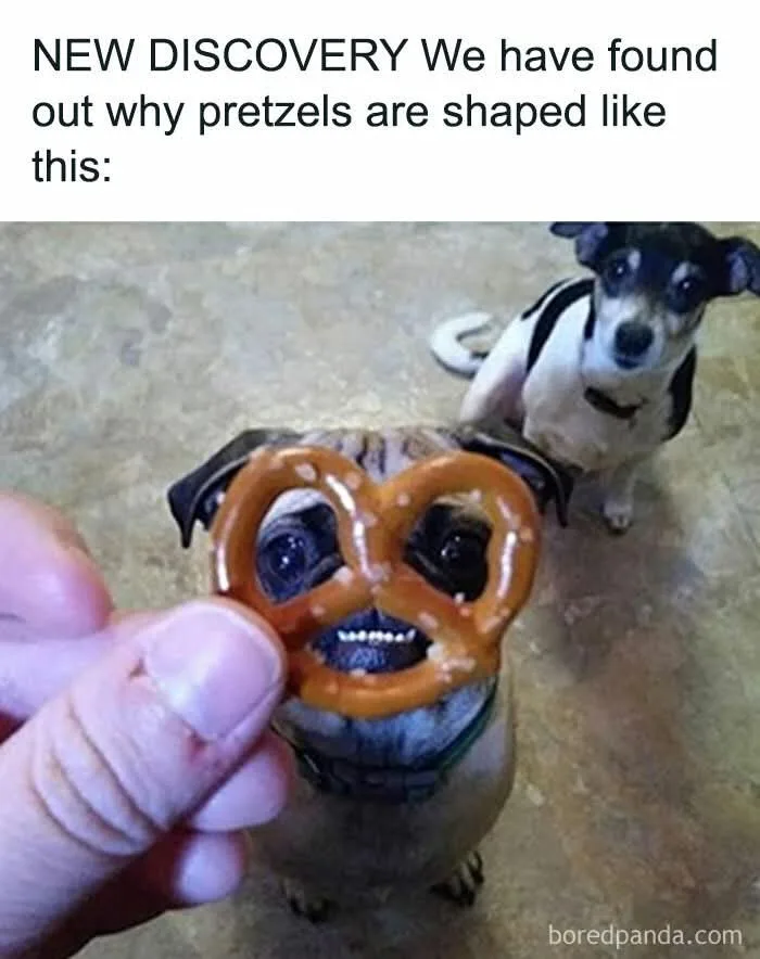 A pug's face is framed by a pretzel held by a human hand, making the pretzel appear to be the dog's eyes and nose. In the…