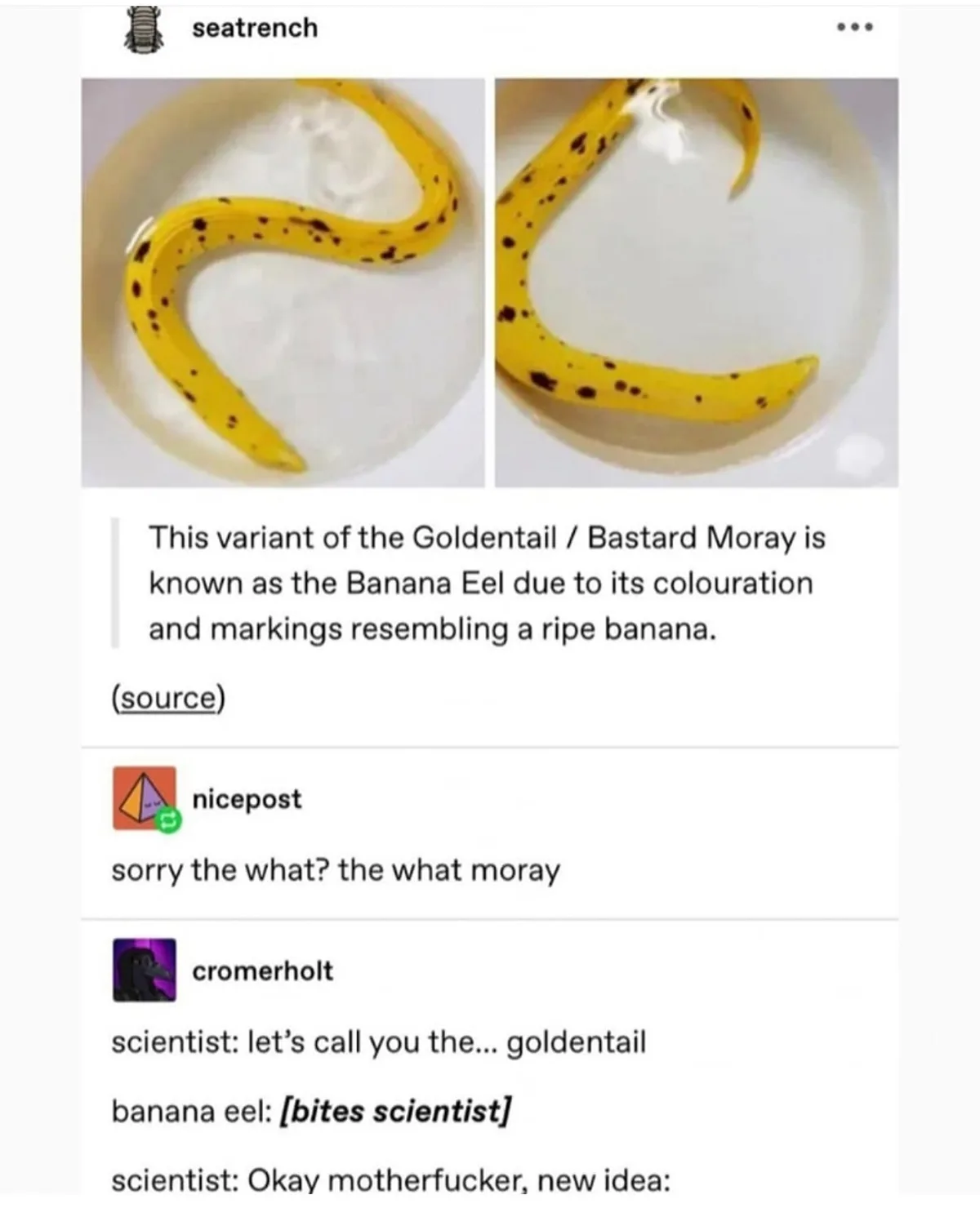 Two photos show a yellow eel with dark spots in water, resembling a banana. Text explains it's called a 'Banana Eel'. Below…