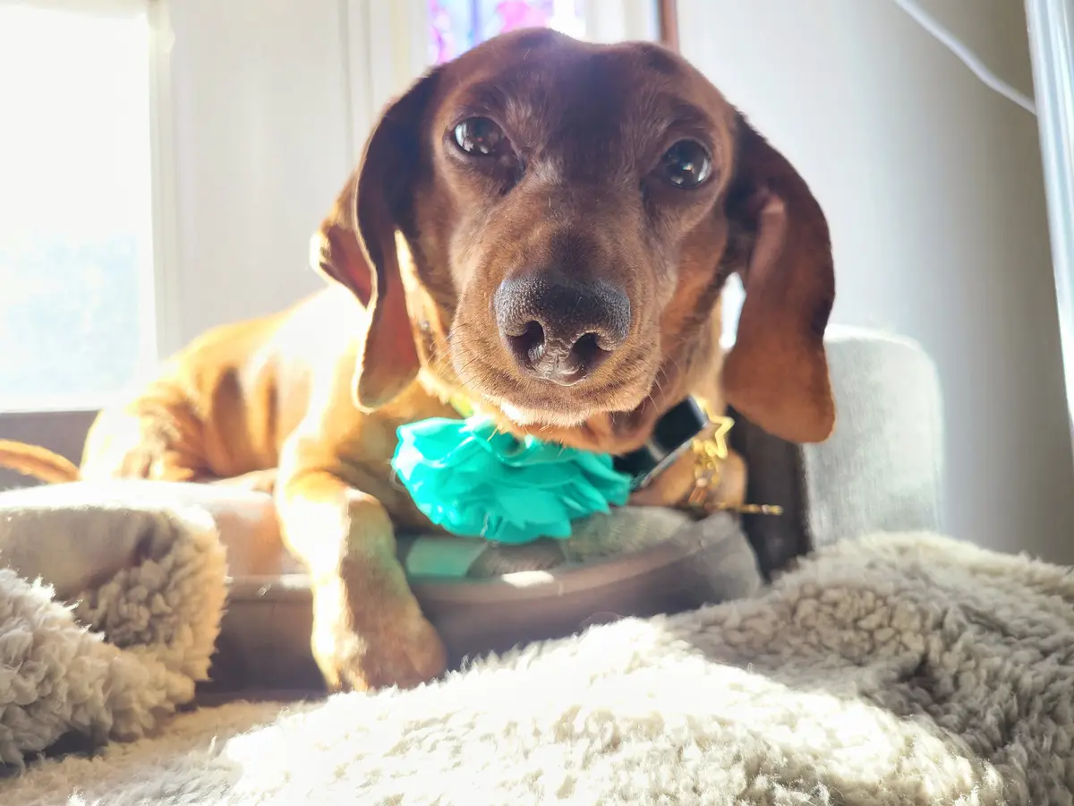 A brown dachshund with large, soulful eyes sits in a sunlit room, wearing a bright teal ruffled collar. The dog is resting…