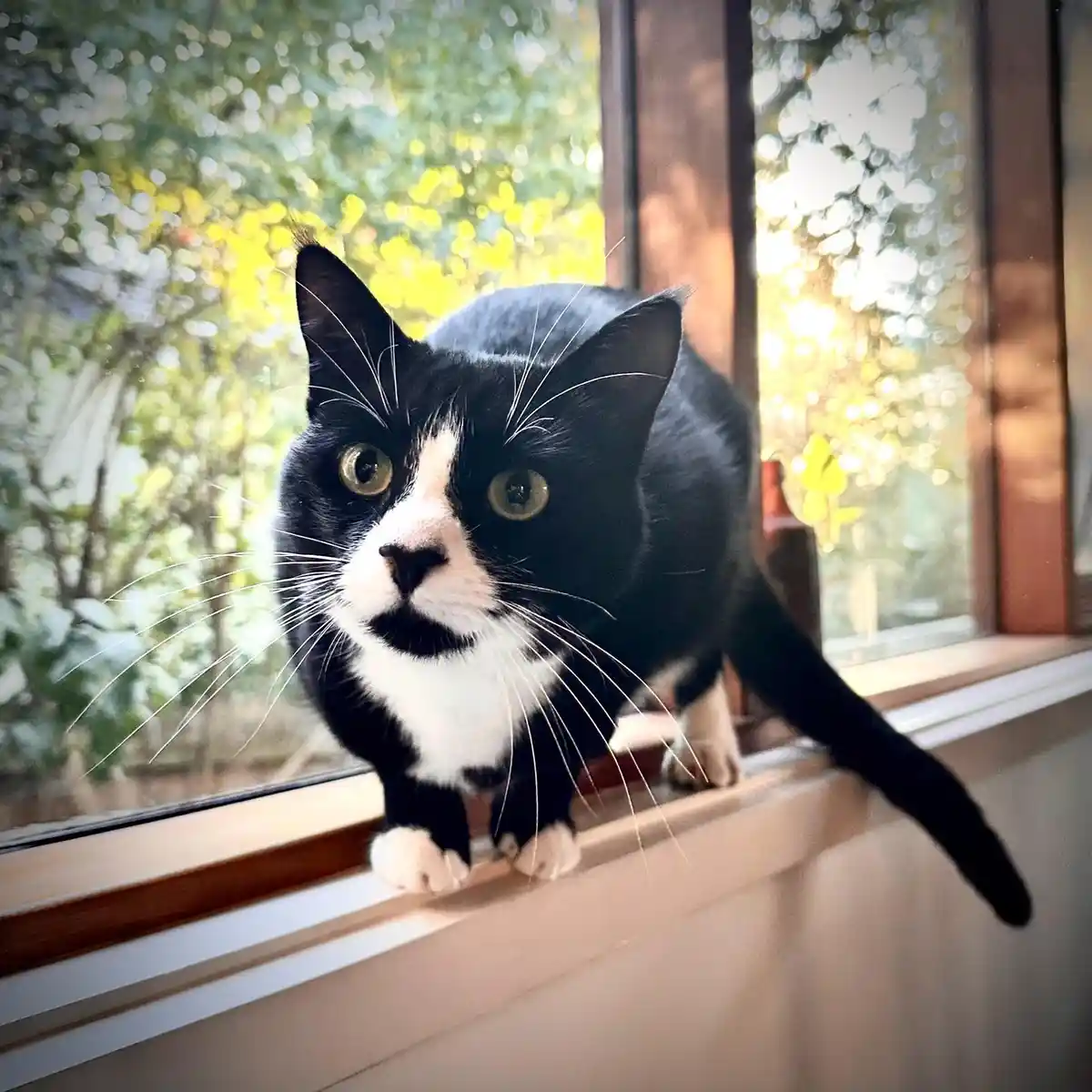 A black-and-white cat with a white muzzle and chest stands alert on a windowsill, looking directly at the camera with wide…