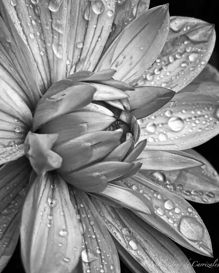 A black and white close-up photograph of a flower with water droplets on its petals, overlaid with the text 'i'm not crying…