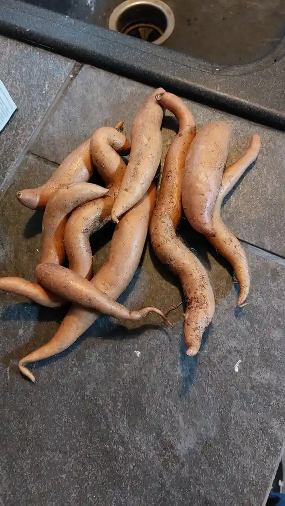 Harvesting sweet potatoes: a rewarding experience