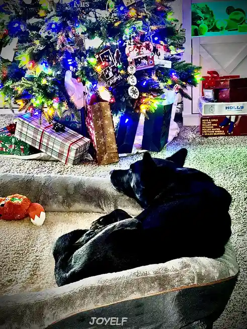 A black dog is sleeping peacefully in a plush dog bed in front of a brightly lit, decorated Christmas tree with colorful…