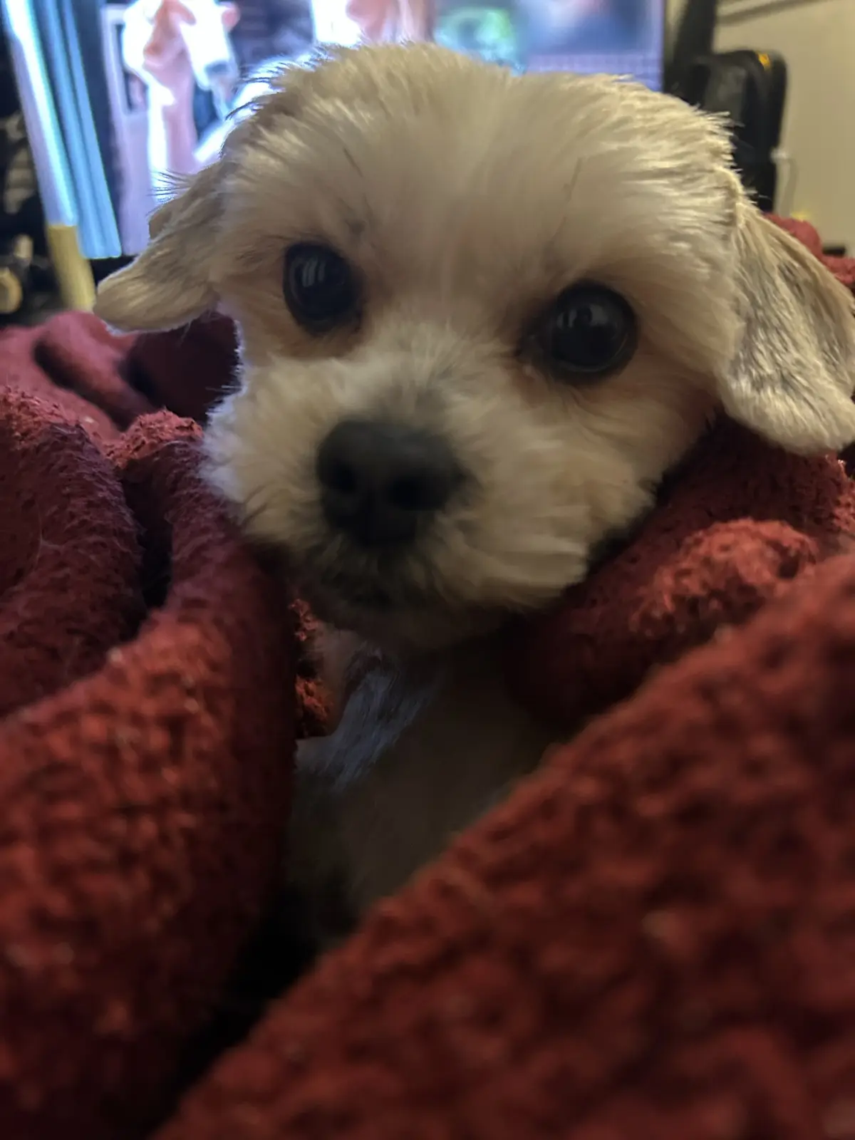 A small, fluffy white puppy with large, dark, soulful eyes peeks out from under a thick, textured red blanket, looking…