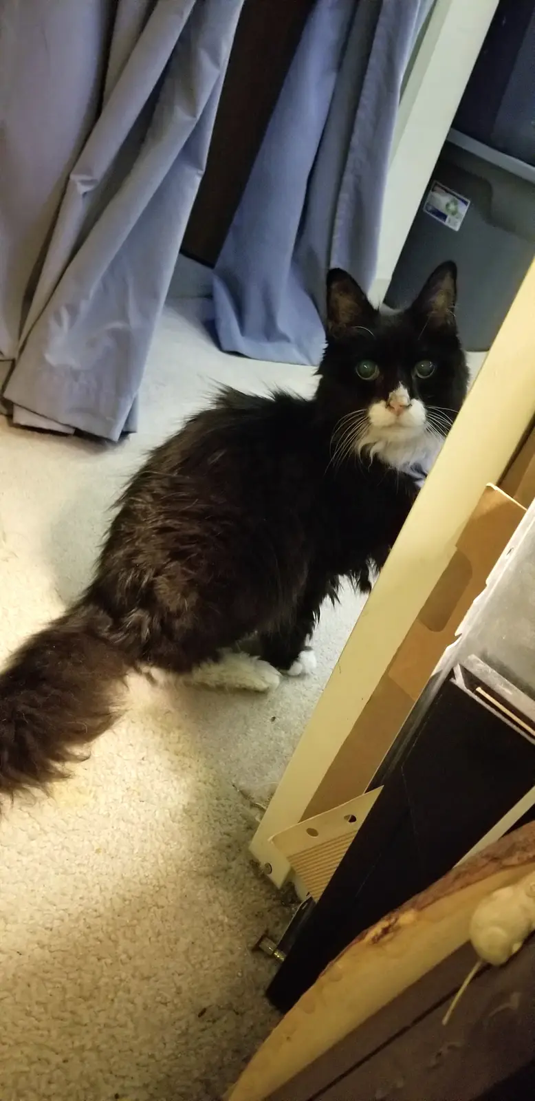 A long-haired black and white cat with green eyes sits on a carpeted floor, looking directly at the camera with a serious…