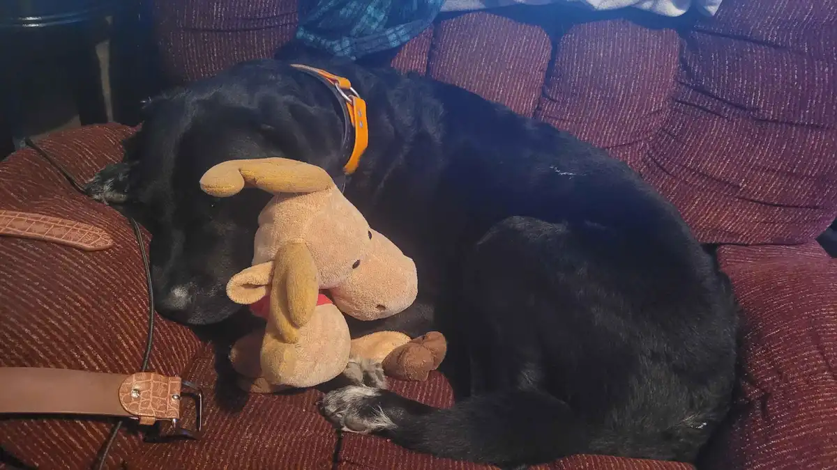 A black dog is sleeping on a red textured couch, cuddling a tan stuffed moose toy. The dog wears an orange collar. The…