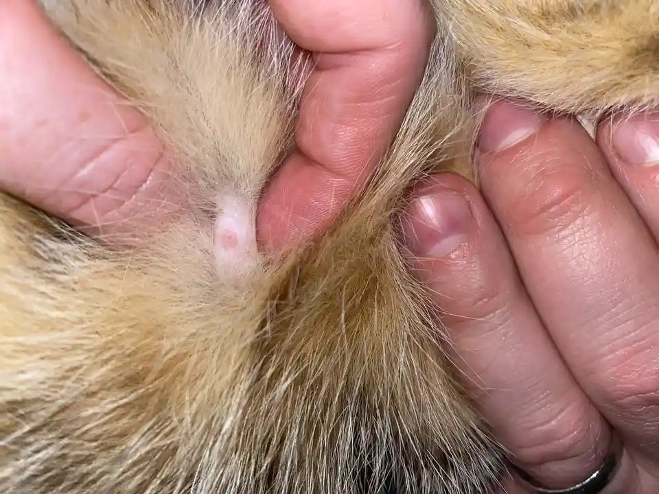 A close-up photo shows a person's hands gently holding the light brown, fluffy fur of a cat, revealing a small, pinkish bump…