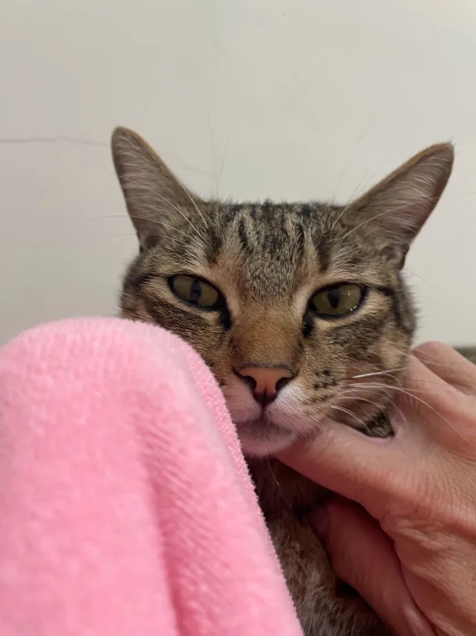 A close-up photo shows a tabby cat with green eyes looking directly at the camera with a displeased expression, partially…