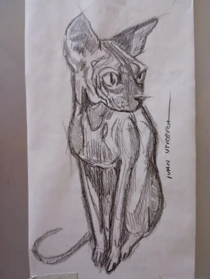 A pencil sketch of a hairless cat, possibly a Sphynx, sitting upright with large ears and a long tail. The artist's…