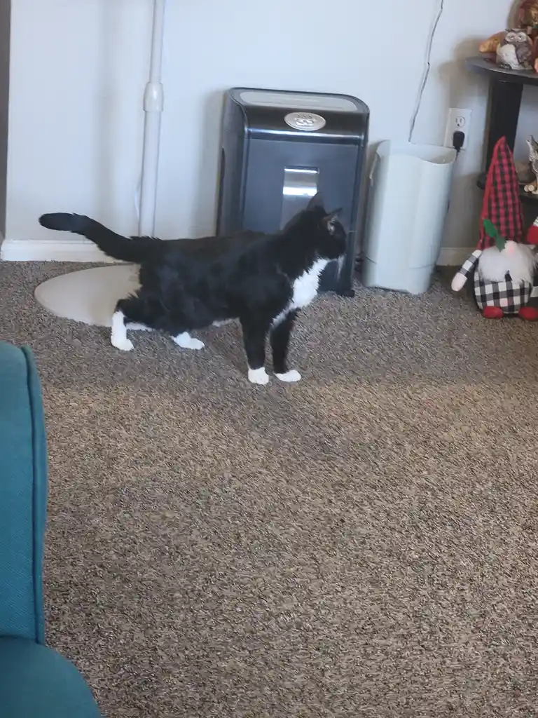 A black and white cat stands on a brown carpet in a room, looking toward a dark gray pet door. Behind the cat is a white…