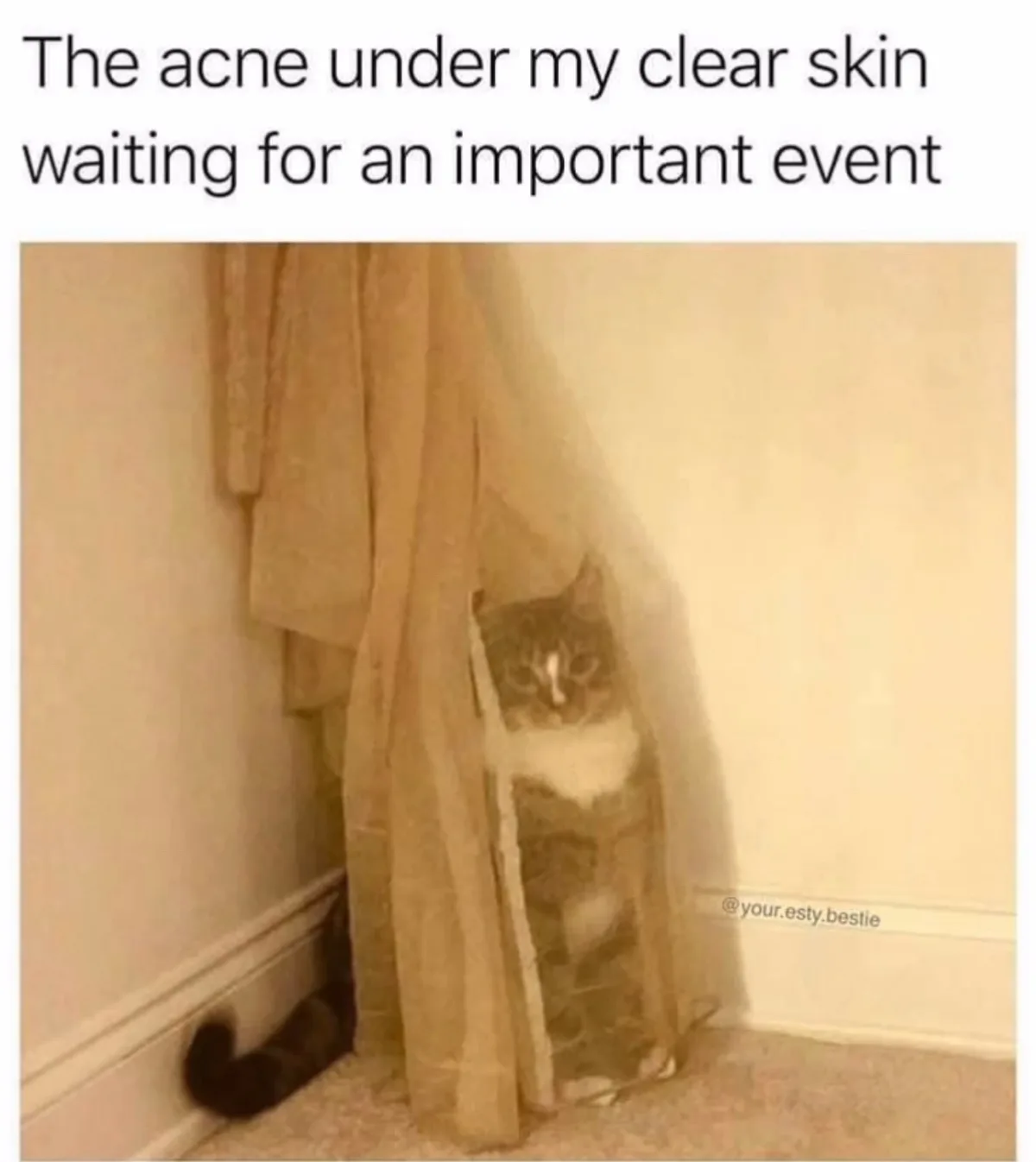 A cat with a white chest and dark fur is peeking out from behind a sheer curtain in a corner, its tail curled on the floor…